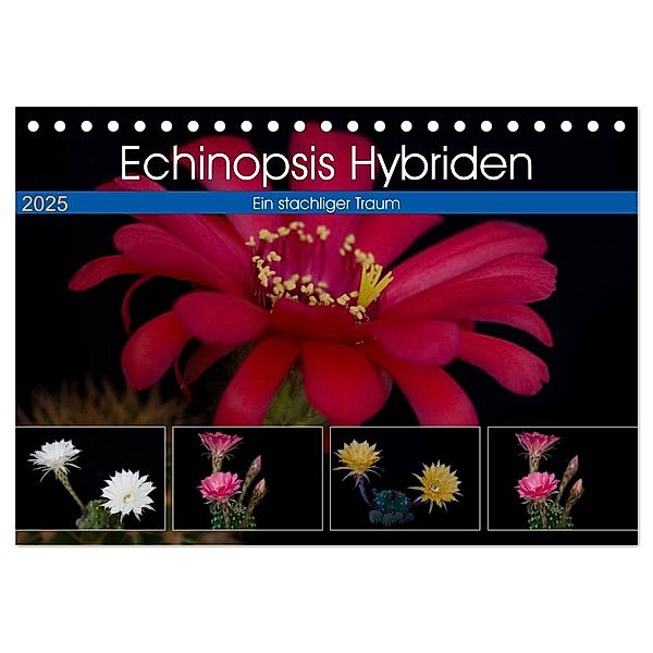 Echinopsis Hybriden. Ein stachliger Traum (Tischkalender 2025 DIN A5 quer), CALVENDO Monatskalender, Calvendo, Steffen Gierok