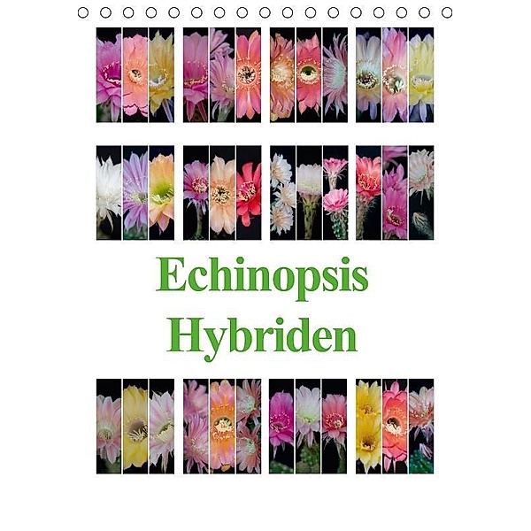 Echinopsis Hybriden (Tischkalender 2017 DIN A5 hoch), Steffen Gierok