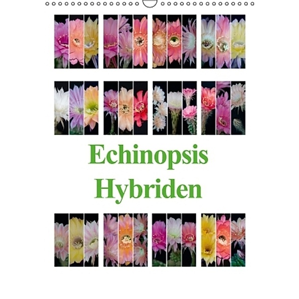 Echinopsis Hybriden (Wandkalender 2016 DIN A3 hoch), Steffen Gierok