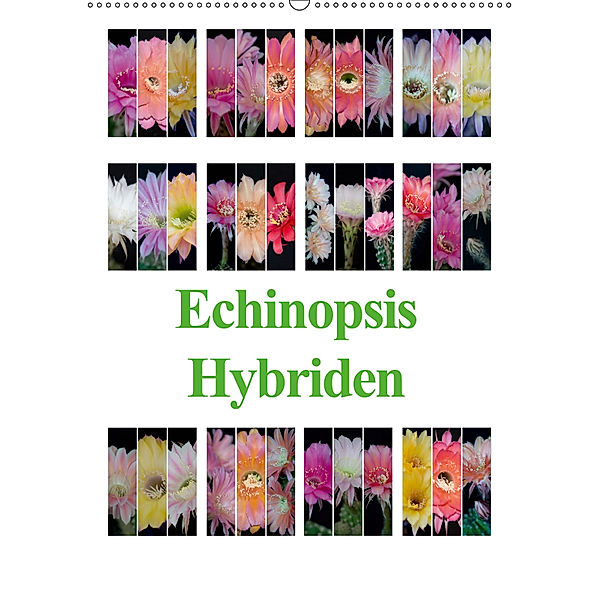 Echinopsis Hybriden (Wandkalender 2019 DIN A2 hoch), Steffen Gierok