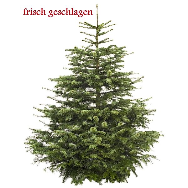 Echter Weihnachtsbaum Nordmanntanne Premium  100 - 125 cm geschlagen