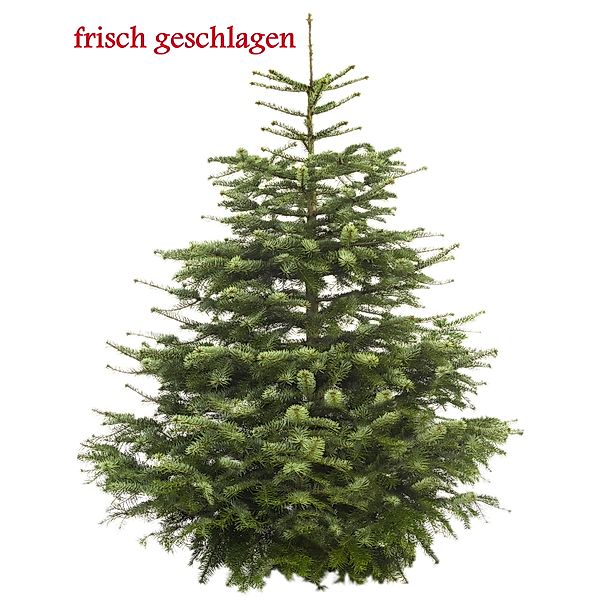 Echter Weihnachtsbaum Nordmanntanne Premium   125 - 150 cm geschlagen
