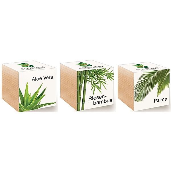 EcoKube 3er Set - Palme, Aloe, Bambus