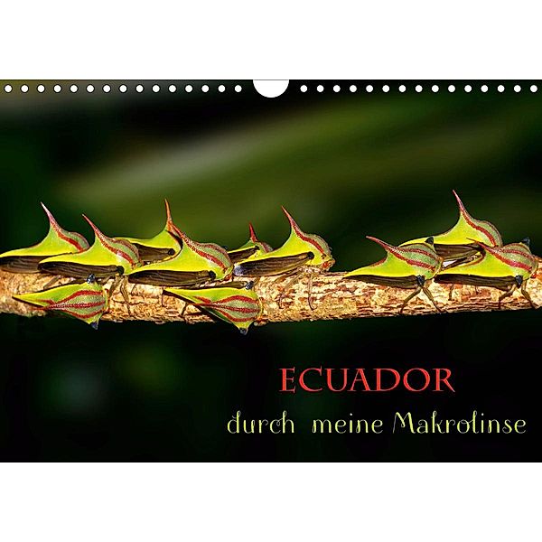 Ecuador durch meine Makrolinse (Wandkalender 2021 DIN A4 quer), Eerika Schulz