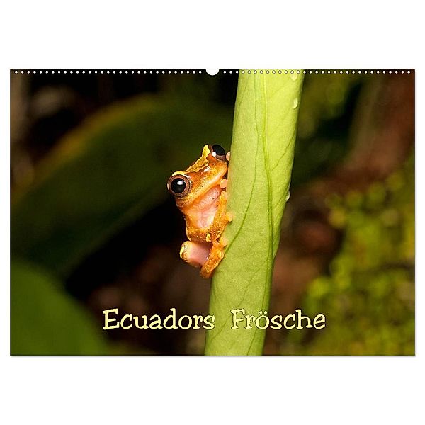 Ecuadors Frösche (Wandkalender 2024 DIN A2 quer), CALVENDO Monatskalender, Eerika Schulz