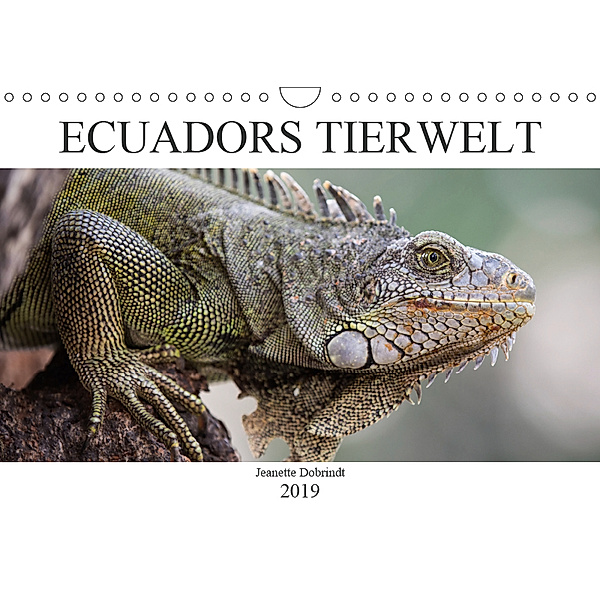 Ecuadors Tierwelt (Wandkalender 2019 DIN A4 quer), Jeanette Dobrindt