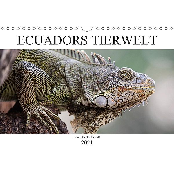 Ecuadors Tierwelt (Wandkalender 2021 DIN A4 quer), Jeanette Dobrindt