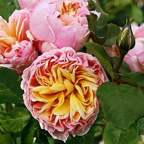 Edelrose Alexandrine®, wurzelverpackt