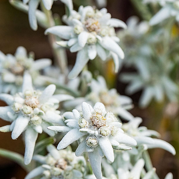 Edelweiß Blossom of Snow