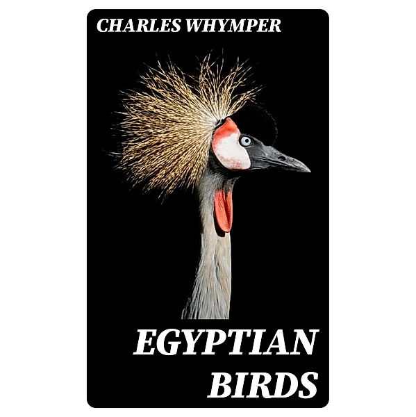 Egyptian Birds, Charles Whymper