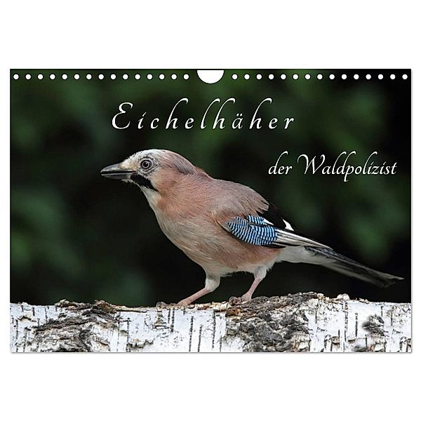 Eichelhäher der Waldpolizist (Wandkalender 2024 DIN A4 quer), CALVENDO Monatskalender, Klaus Konieczka