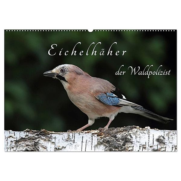 Eichelhäher der Waldpolizist (Wandkalender 2025 DIN A2 quer), CALVENDO Monatskalender, Calvendo, Klaus Konieczka