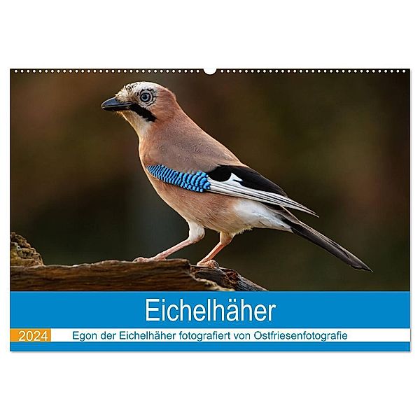 Eichelhäher - Egon der Eichelhäher fotografiert von Ostfriesenfotografie (Wandkalender 2024 DIN A2 quer), CALVENDO Monatskalender, Christina Betten - Ostfriesenfotografie