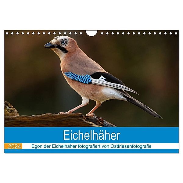 Eichelhäher - Egon der Eichelhäher fotografiert von Ostfriesenfotografie (Wandkalender 2024 DIN A4 quer), CALVENDO Monatskalender, Christina Betten - Ostfriesenfotografie