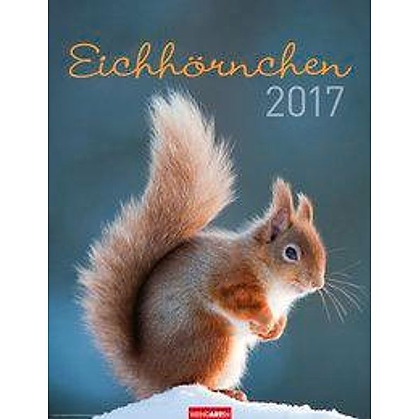 Eichhörnchen 2017