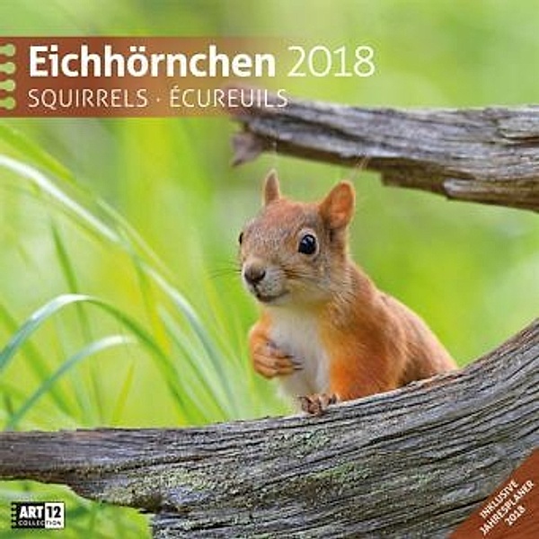Eichhörnchen 2018