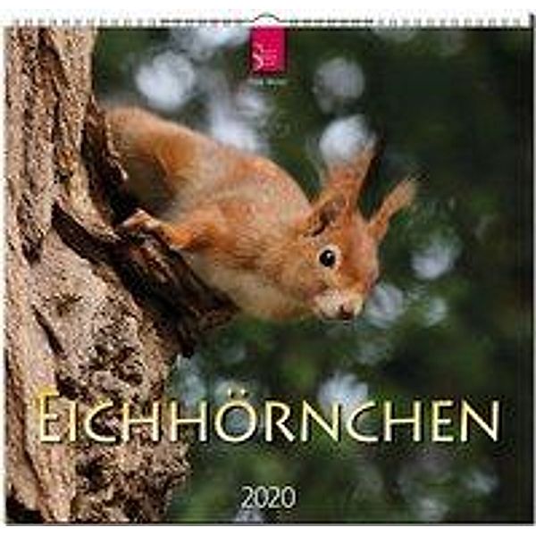 Eichhörnchen 2020