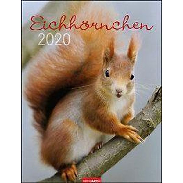 Eichhörnchen 2020