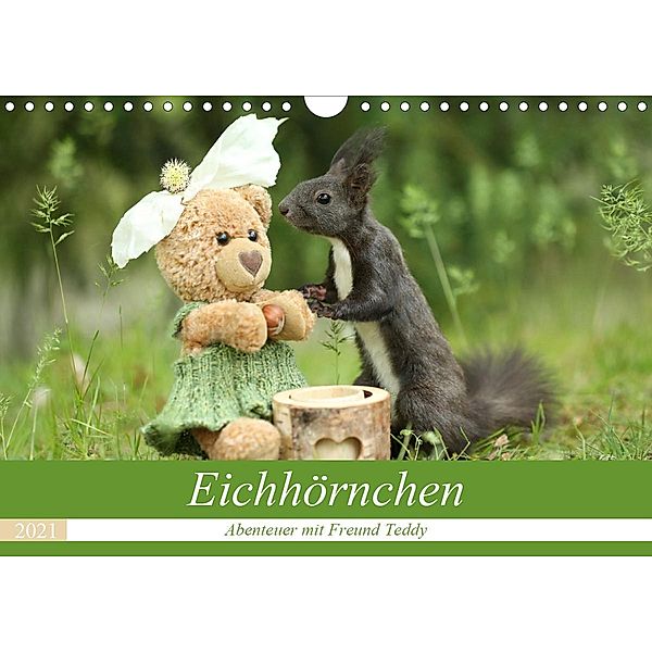 Eichhörnchen - Abenteuer mit Freund Teddy (Wandkalender 2021 DIN A4 quer), Birgit Cerny