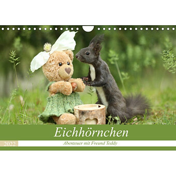 Eichhörnchen - Abenteuer mit Freund Teddy (Wandkalender 2022 DIN A4 quer), Birgit Cerny