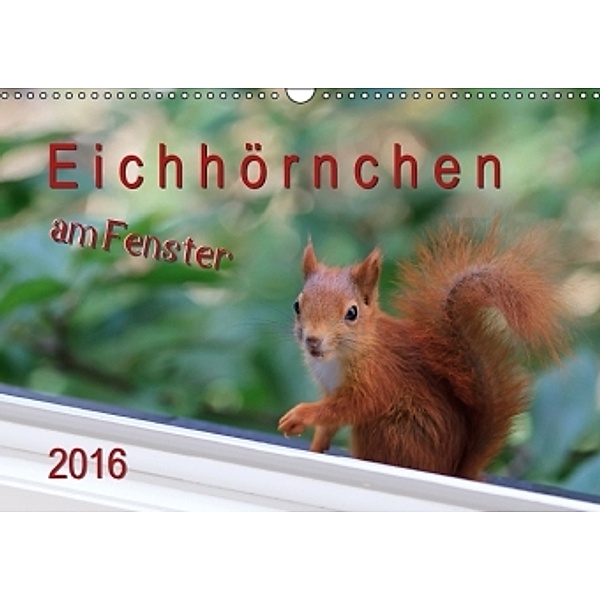 Eichhörnchen am Fenster (Wandkalender 2016 DIN A3 quer), Tobias Freise
