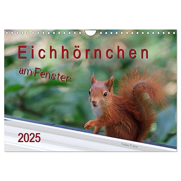 Eichhörnchen am Fenster (Wandkalender 2025 DIN A4 quer), CALVENDO Monatskalender, Calvendo, Tobias Freise