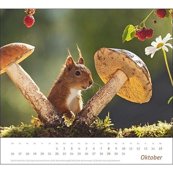 Eichhörnchen Bildkalender 2023. Die niedlichen Waldbewohner in einem großen Wandkalender, fotografiert von Geert Weggen., Geert Weggen