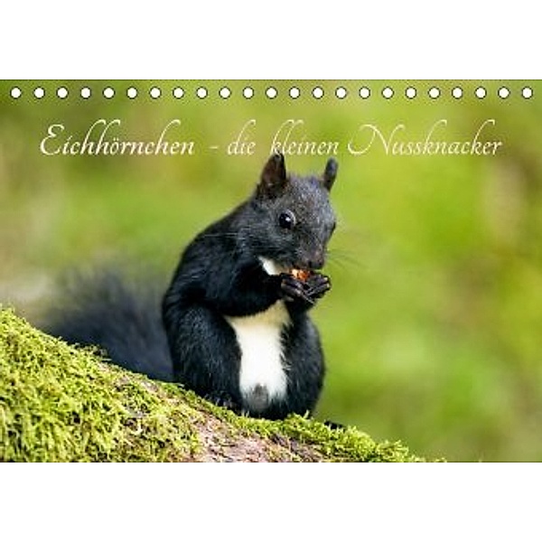 Eichhörnchen - die kleinen Nussknacker (Tischkalender 2020 DIN A5 quer), Alena Holtz