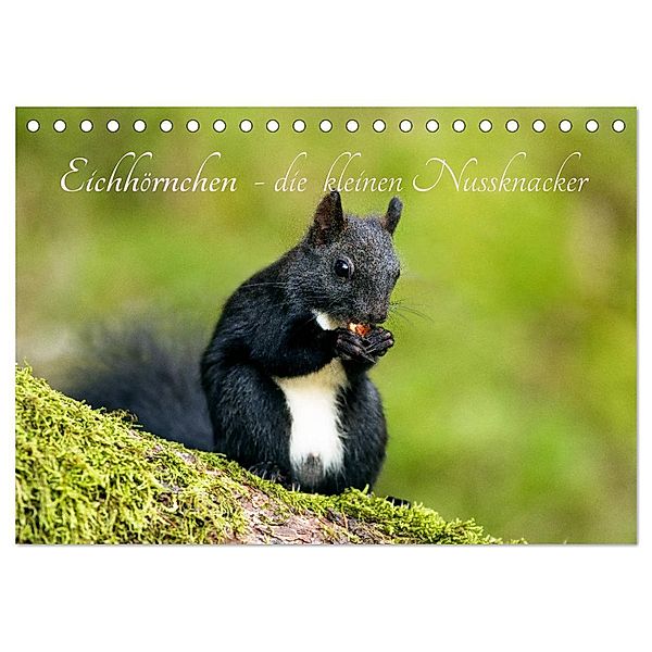 Eichhörnchen - die kleinen Nussknacker (Tischkalender 2025 DIN A5 quer), CALVENDO Monatskalender, Calvendo, Alena Holtz