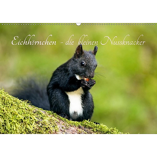 Eichhörnchen - die kleinen Nussknacker (Wandkalender 2020 DIN A2 quer), Alena Holtz