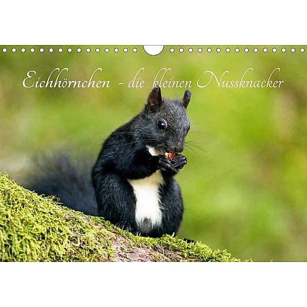 Eichhörnchen - die kleinen Nussknacker (Wandkalender 2021 DIN A4 quer), Alena Holtz