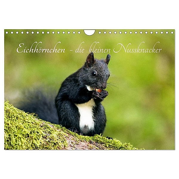 Eichhörnchen - die kleinen Nussknacker (Wandkalender 2024 DIN A4 quer), CALVENDO Monatskalender, Alena Holtz
