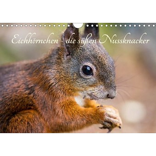 Eichhörnchen - die süßen Nussknacker (Wandkalender 2020 DIN A4 quer), Alena Holtz