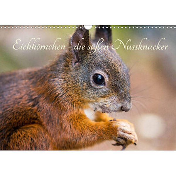 Eichhörnchen - die süßen Nussknacker (Wandkalender 2022 DIN A3 quer), Alena Holtz