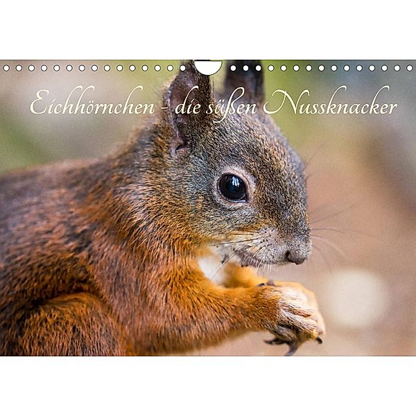 Eichhörnchen - die süßen Nussknacker (Wandkalender 2023 DIN A4 quer), Alena Holtz