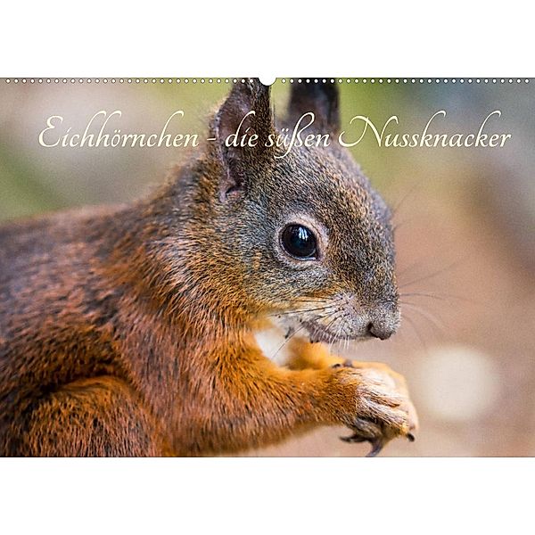 Eichhörnchen - die süßen Nussknacker (Wandkalender 2023 DIN A2 quer), Alena Holtz