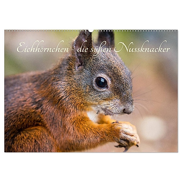 Eichhörnchen - die süssen Nussknacker (Wandkalender 2025 DIN A2 quer), CALVENDO Monatskalender, Calvendo, Alena Holtz