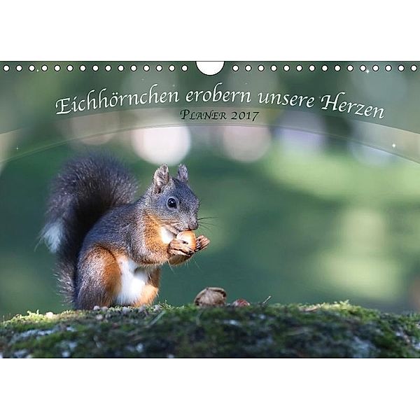 Eichhörnchen erobern unsere Herzen (Wandkalender 2017 DIN A4 quer), Birgit Cerny