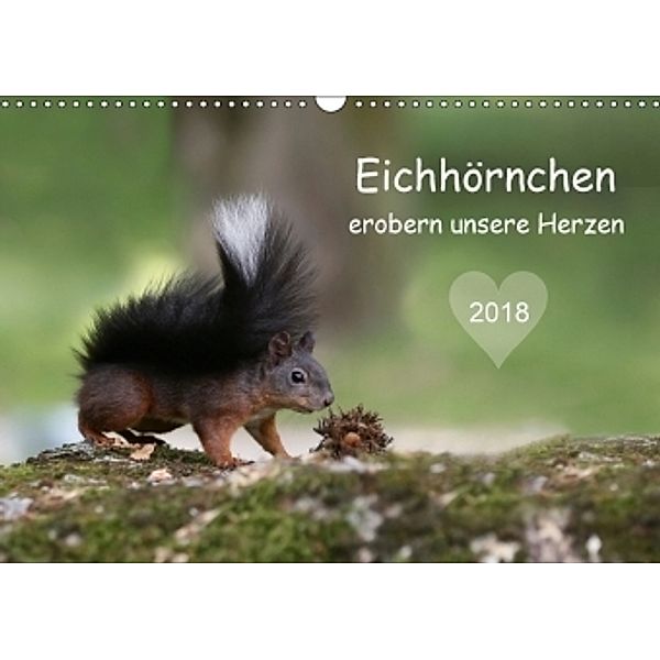 Eichhörnchen erobern unsere Herzen (Wandkalender 2018 DIN A3 quer), Birgit Cerny