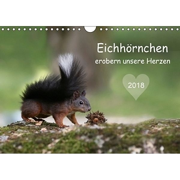 Eichhörnchen erobern unsere Herzen (Wandkalender 2018 DIN A4 quer), Birgit Cerny