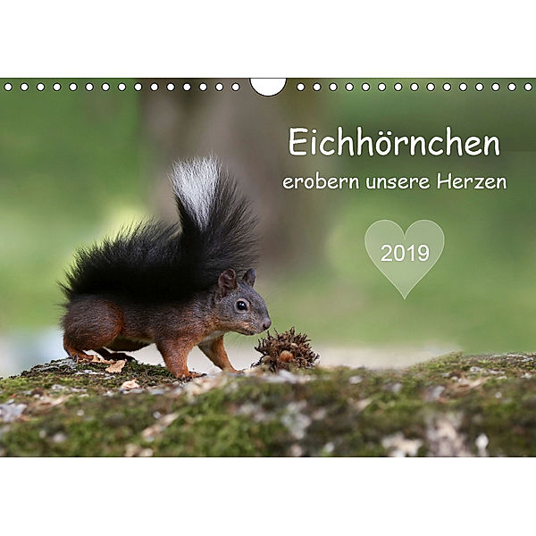 Eichhörnchen erobern unsere Herzen (Wandkalender 2019 DIN A4 quer), Birgit Cerny