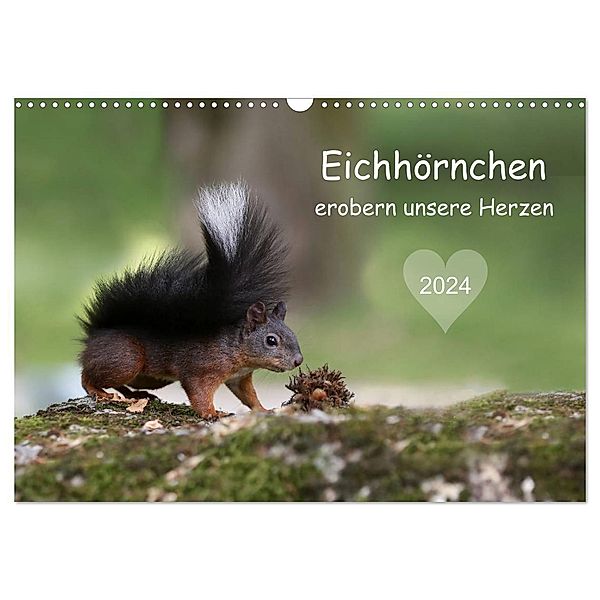 Eichhörnchen erobern unsere Herzen (Wandkalender 2024 DIN A3 quer), CALVENDO Monatskalender, Birgit Cerny