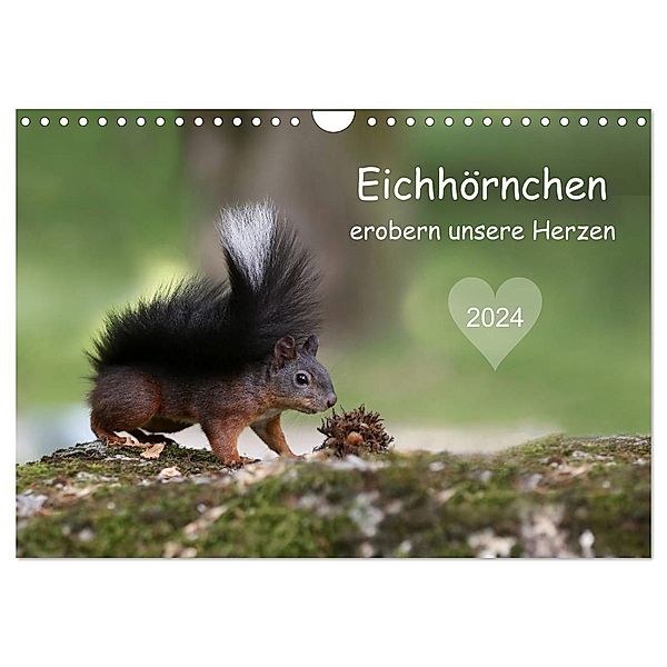 Eichhörnchen erobern unsere Herzen (Wandkalender 2024 DIN A4 quer), CALVENDO Monatskalender, Birgit Cerny