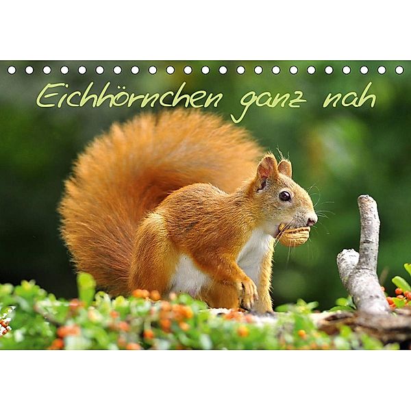 Eichhörnchen ganz nah (Tischkalender 2021 DIN A5 quer), Ivan Jazbinszky