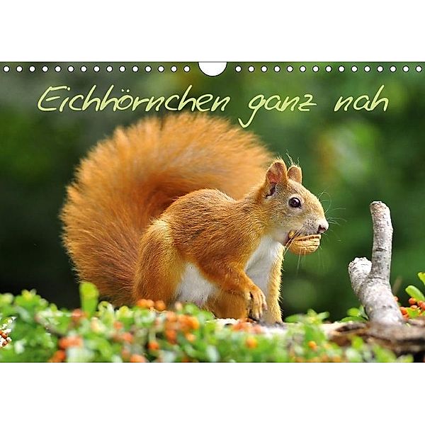 Eichhörnchen ganz nah (Wandkalender 2017 DIN A4 quer), Ivan Jazbinszky