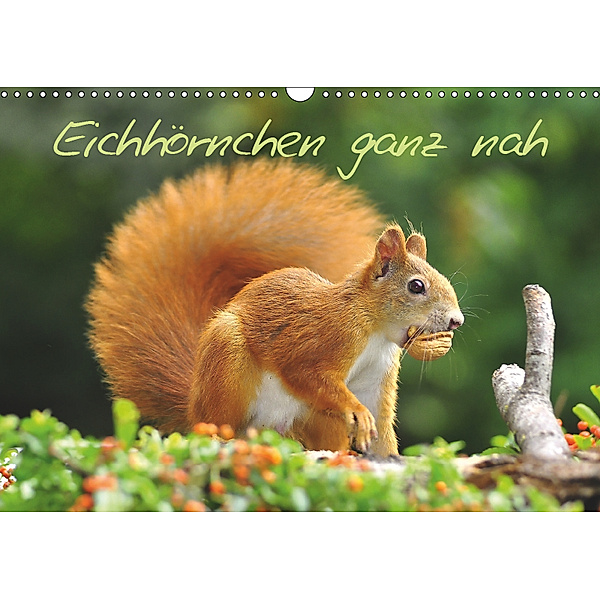 Eichhörnchen ganz nah (Wandkalender 2019 DIN A3 quer), Ivan Jazbinszky