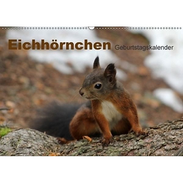 Eichhörnchen/Geburtstagskalender (Wandkalender 2017 DIN A2 quer), lajavi.com