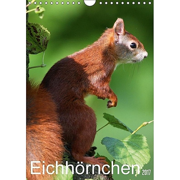 Eichhörnchen / Geburtstagskalender (Wandkalender 2017 DIN A4 hoch), SchnelleWelten