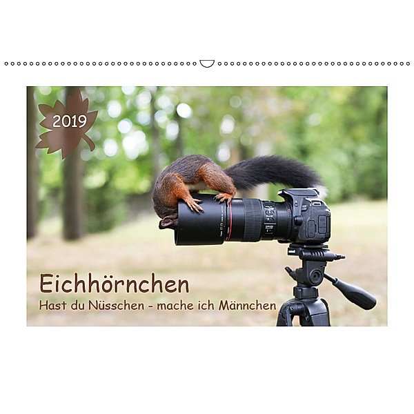 Eichhörnchen - Hast du Nüsschen mache ich Männchen (Wandkalender 2019 DIN A2 quer), Birgit Cerny