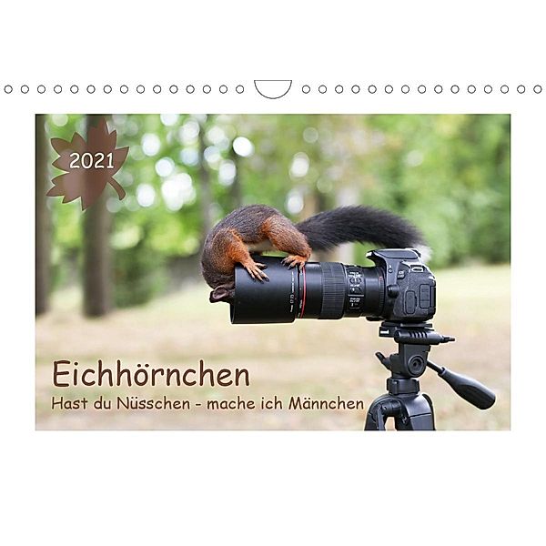 Eichhörnchen - Hast du Nüsschen mache ich Männchen (Wandkalender 2021 DIN A4 quer), Birgit Cerny